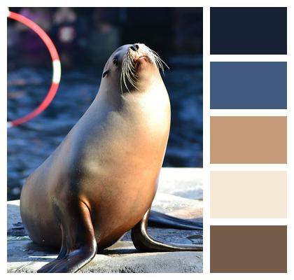 Seal California Sea Lion Image